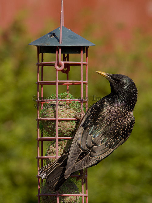 Starling with iridescent feathers
